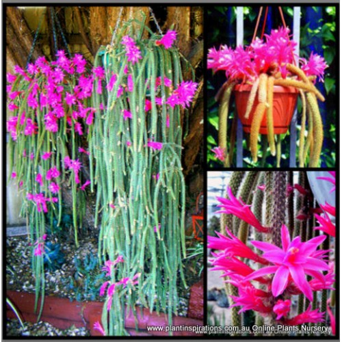 Rat Tail Cactus x 1 Aporocactus flagelliformis Hanging Basket Flowering Hardy Plants Succulents Shade Rats Cactus epiphyllum epiphyte Patio Balcony Verandah